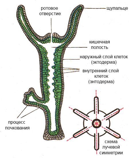 Bs gl ссылка на сайт